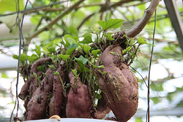 �������ع���