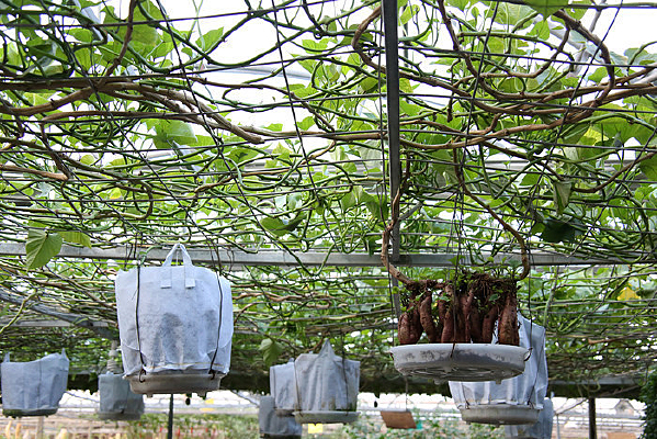 ��������԰