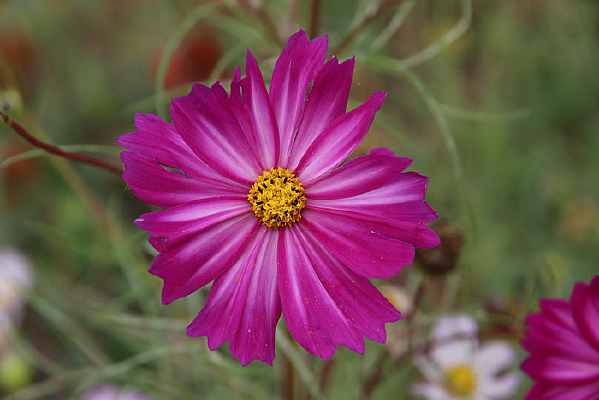 ɣ�񻨸�ɣ������