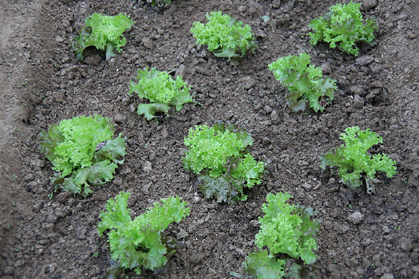 ������԰