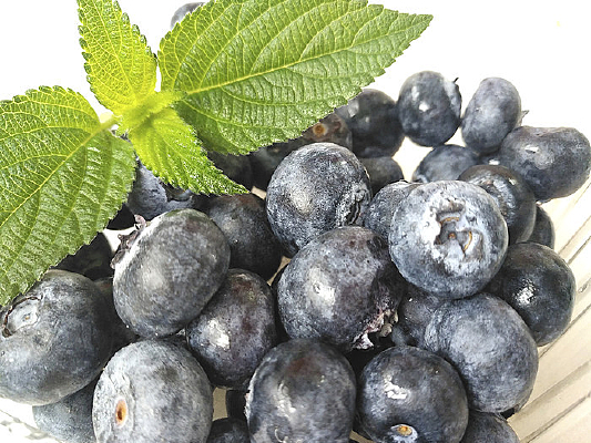 ���ʾ�����ݮ