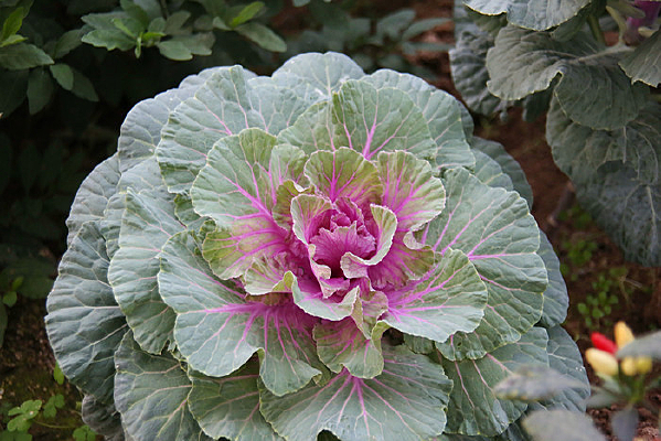 ��ɫ����