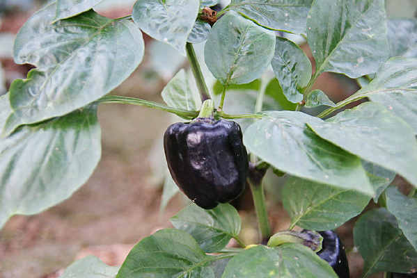 ��ɫ����