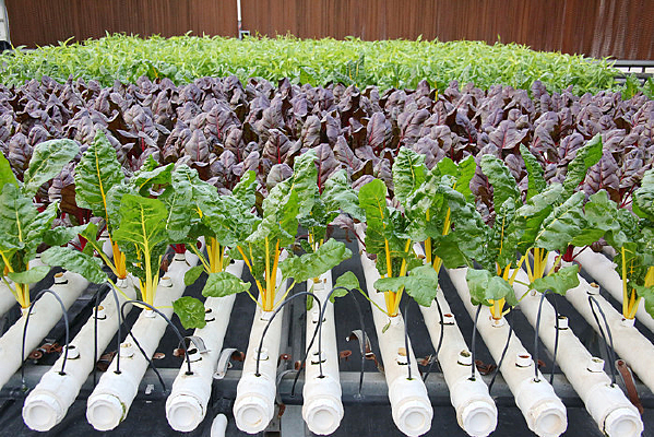 ��ɫ����