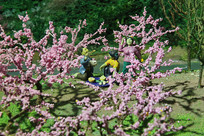 ��԰��Ͷ�����������