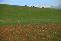 ɽ���ϵ���