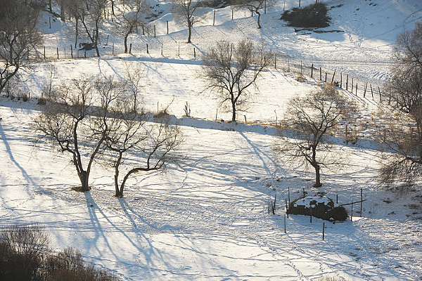 ѩ����Ȧֲ��