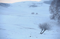 ����ѩ��