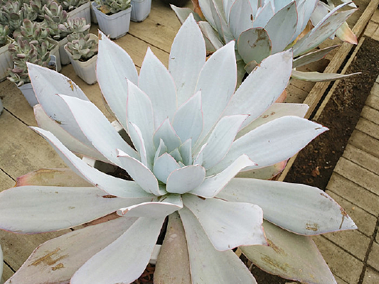 ֲ������