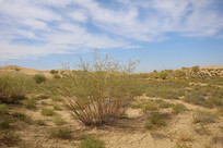 ��ھ���ɳ��