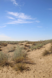 ���ɳ���ͺ�ֲ��