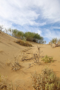 �Ⲽ���ɳ��ɳ�ͺ�ֲ��