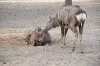 ��¹�ذ�����