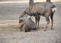 ��¹����