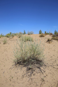 ɳĮֲ��ɳ���ͺ�ֲ��