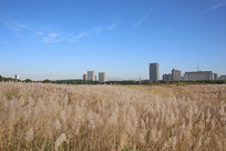 ��ͷ���в�ԭ��������«έ��