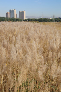 ��ͷ���в�ԭ��������«έ��