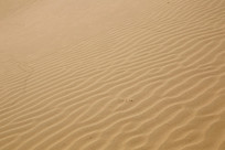 ������ɳĮ����