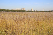 ��г��̬��ͷ���в�ԭ