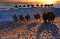 ��ɫ���ն�