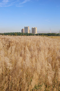 ��ɫ��չ���в�ԭ«έ��