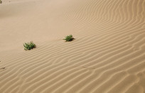 ɳĮ�е���ɫ�����̴�