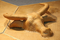 ��������ţͷ