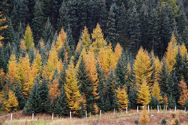 ���ɭ��ԭʼɭ��