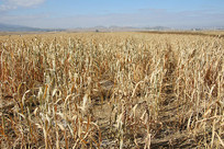 ���յ�ׯ�ڵ�