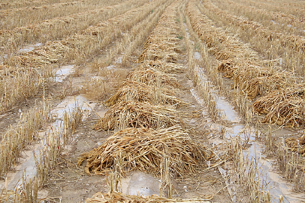 �����ո�ׯ�ڵ�