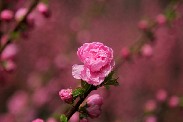 ��÷��֦����÷��