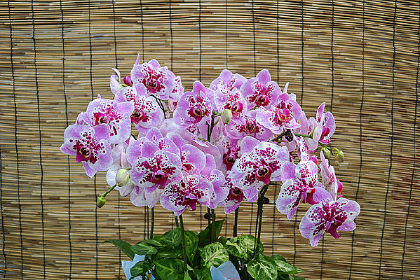 ���������չʾ