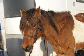 ��ֹ����