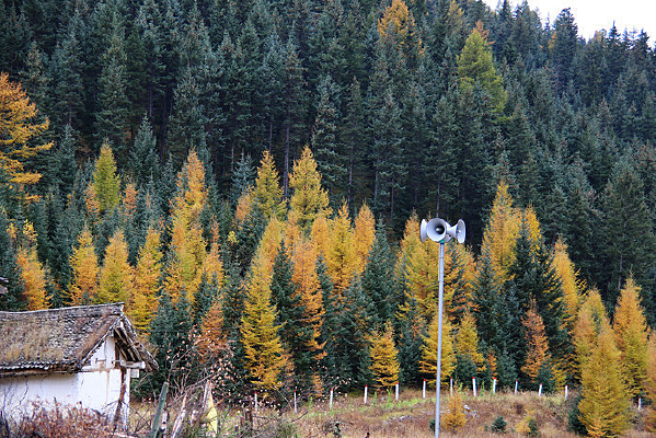 �ֳ���ɫ���ɭ��