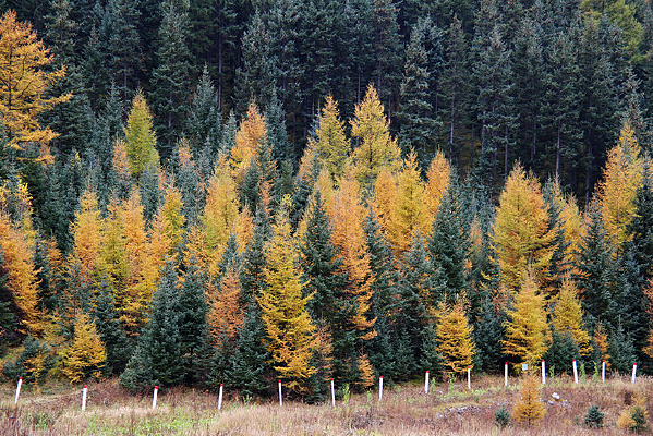 ������ֶ��ɭ��