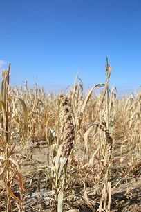 С�׵ع��ӵ�