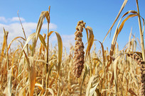 С�׵ع��ӵ�