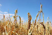 С�׹��ӷ��ճ��� 