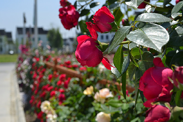 �¼�����д