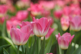 �����㻨������