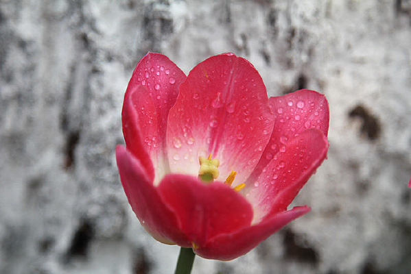 �����㻨�Ļ���