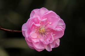 ���ŵ�÷������