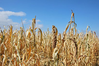 ׯ�ڷ���С�׹��ӷ���