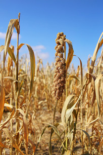 ׯ��С�׹����ջ����