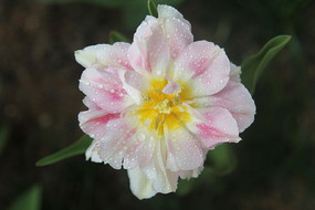 ¶ˮ�����㻨�仨��