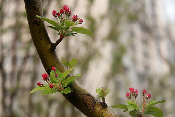 ÷����ѿ����