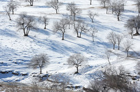 ���ѩ������