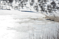 ѩ��������