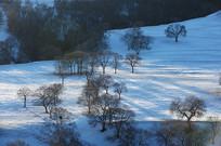 ѩ���е���������