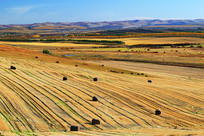 ��ɫ��ũ����